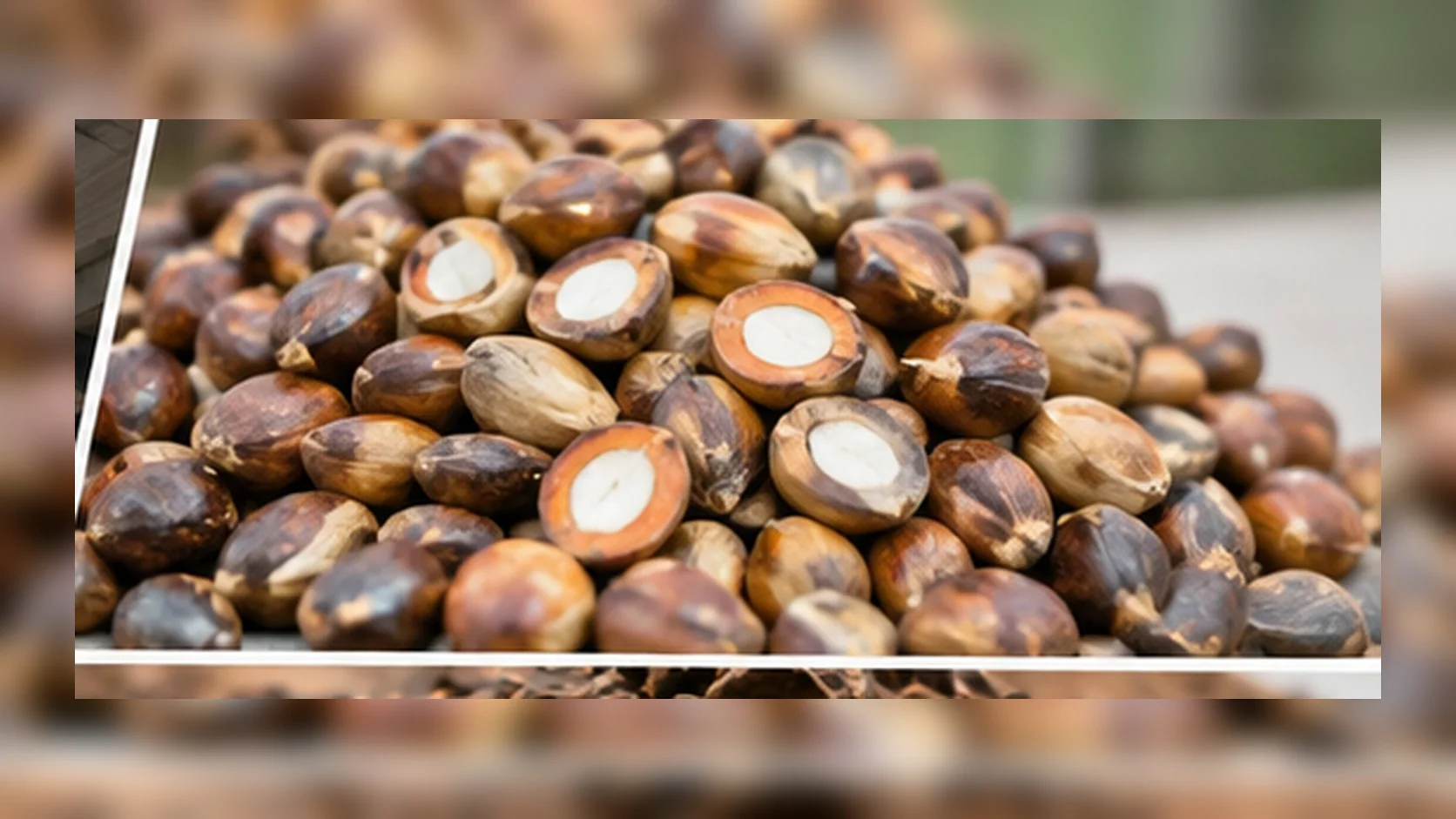 Palm kernels recovered from palm fruit